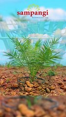 Premium Farm House plots Sustainable living