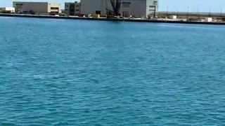 Delfines en el Puerto de La Luz