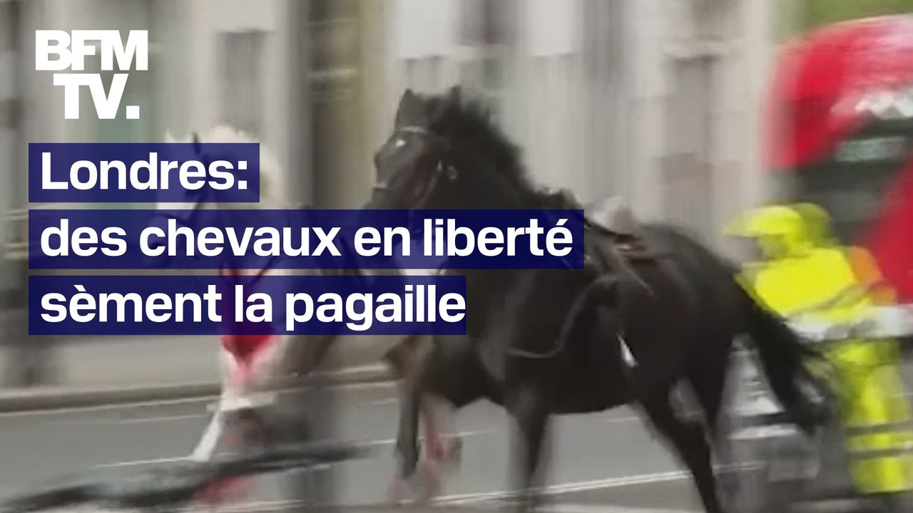 Londres: des chevaux en liberté sèment la pagaille en plein centre-ville, au moins 4 blessés