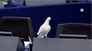 AP genel kurulunda beyaz güvercinle barış çağrısı