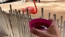 Flamingo Snack time