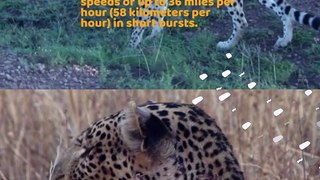 Cheetah VS Leopard