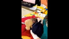 Cute baby animals video