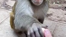 Monkey