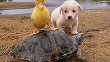 The Dog and the little duck are in love
