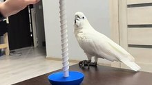 Parrot and a new toy