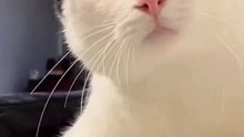 Funny cats