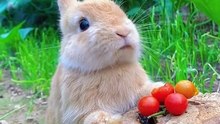 Sweet pet