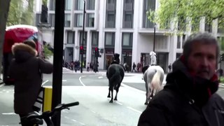 Cavalos no centro de Londres