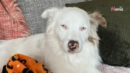 Elle découvre l'histoire d'un chien aveugle et sourd et lui offre ce dont il avait toujours rêvé (vidéo)