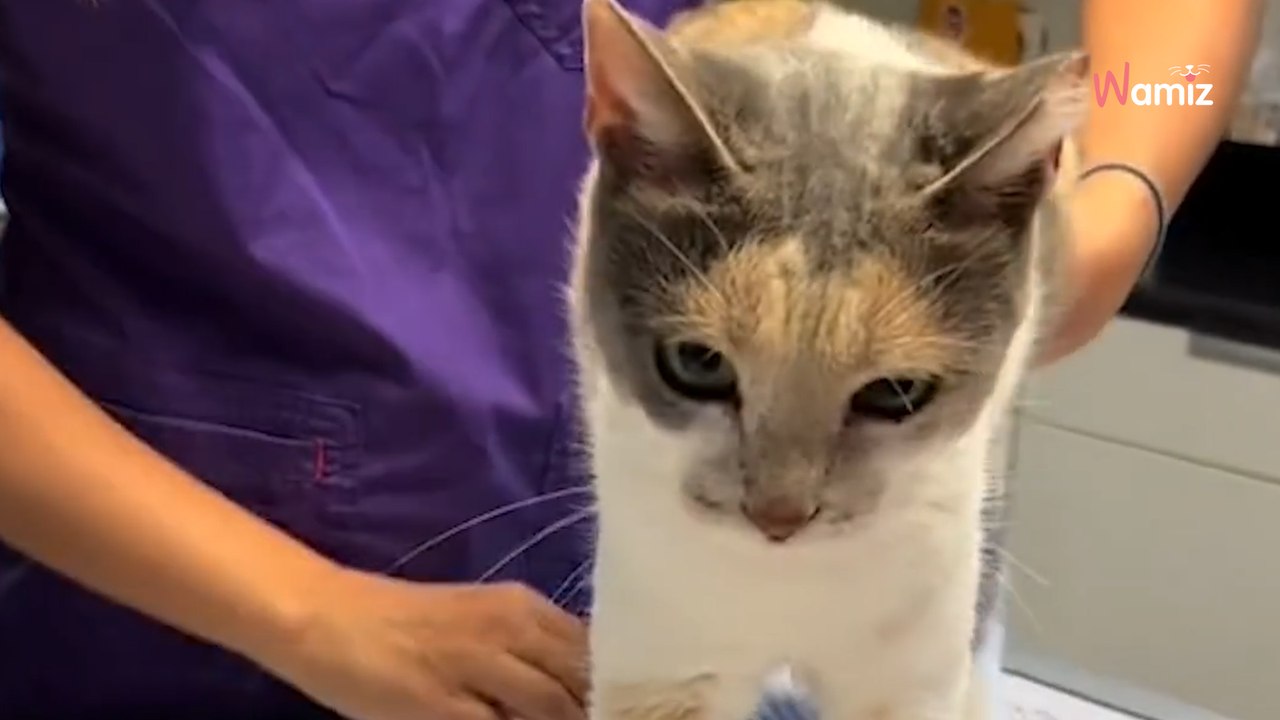 Découvrez l’histoire émouvante de cette chatte errante paralysée qui déjoue tous les pronostics ! 