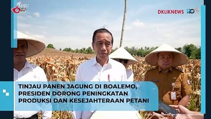 Tinjau Panen Jagung di Boalemo, Presiden Dorong Peningkatan Produksi dan Kesejahteraan Petani