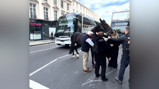 Passers-by spotted calming down escaped horse which charged through central London