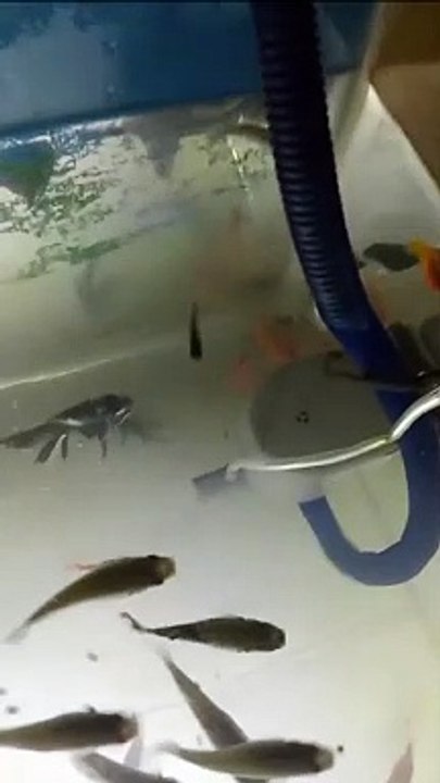 VID-20240424-WA0004
