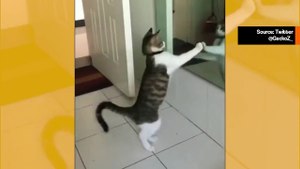 Huvittava video: kissa käyttää peiliä nyrkkeilyharjoituksiin