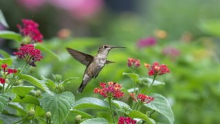 13 Plants That Will Attract Birds To Your Garden