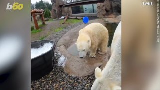 Playing in the Snow is What These Amazing Polar Bears Do Best