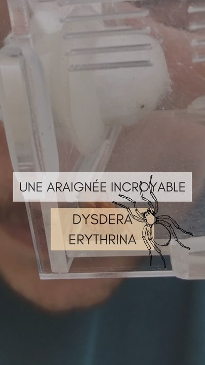 La différence entre Dysdera Erythrina et Crocata !