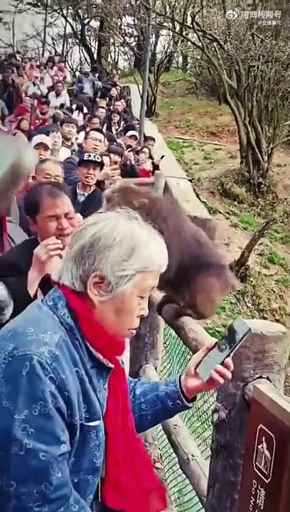Ne jamais embêter un singe... Pas content l'animal