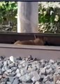 Ce chien reste tranquille sous le train... même pas peur