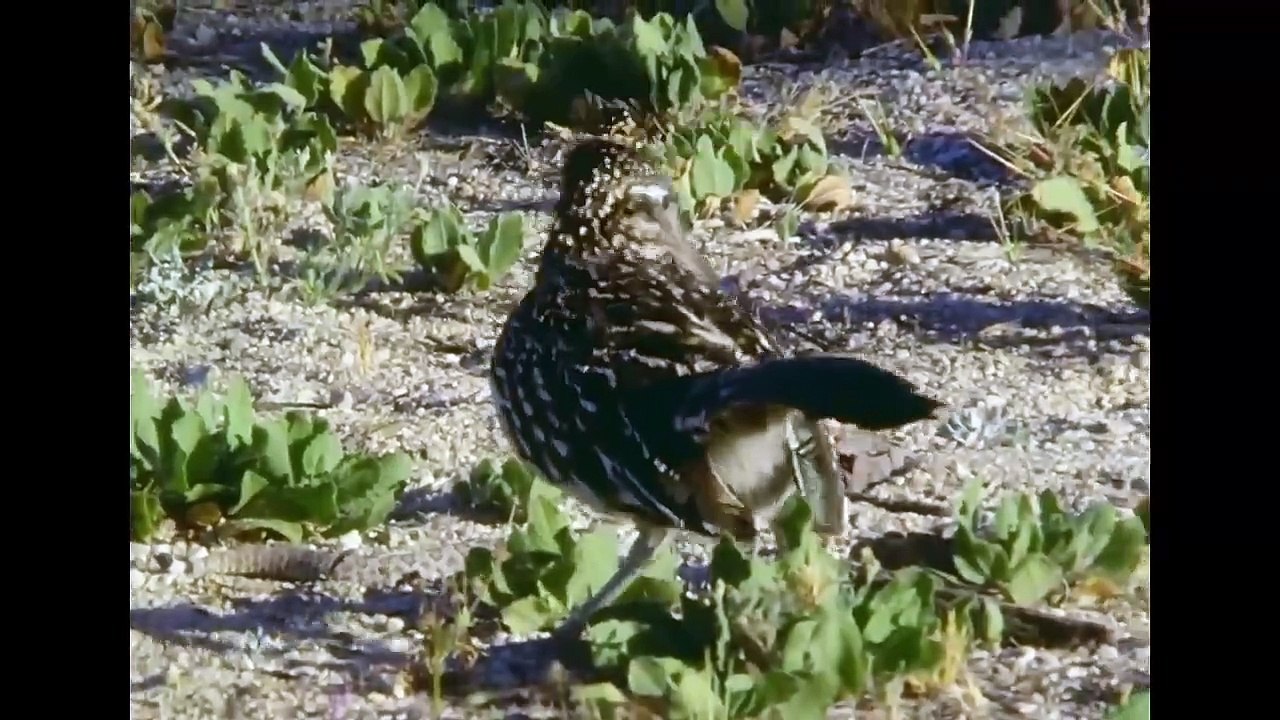 Road runner vs Rattle snake