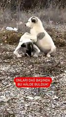 Engelli köpekleri sahiplenip tedavi ettirdikten sonra yaşanan muhteşem değişim ve köpeklerin mutluluğu 