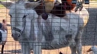 Chickens Relax on Donkey's Back