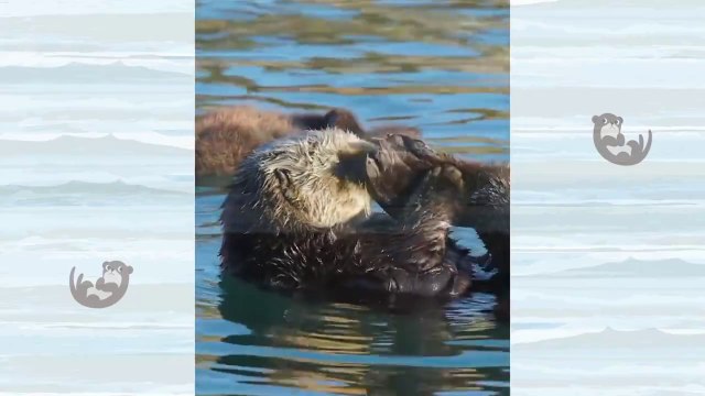 Animali divertenti Video di animali dolci e divertenti