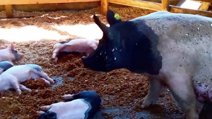 Rocco il Gatto e i suoi quattro super bottoni