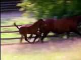 Slow Motion Pan Colt Running To Join Running Mother in Fenced-in Grass Field From Baby MacDonald A Day On The Farm