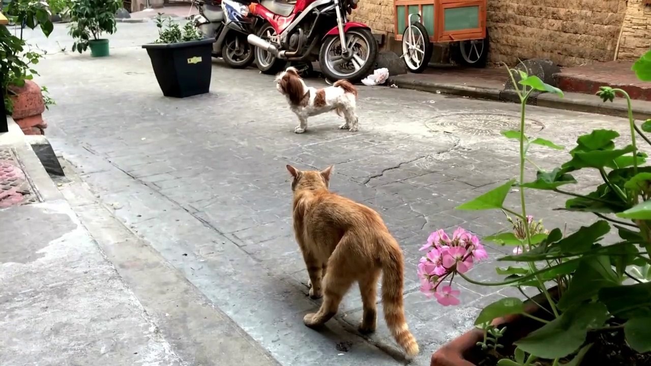 funny dogs and cats scared