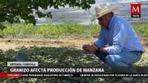 Granizo afecta producción de manzana en Arteaga, Coahuila