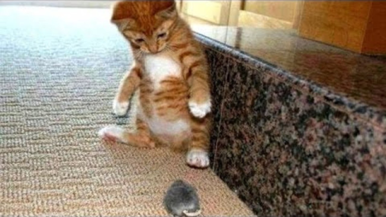 Startled Cats Compilation