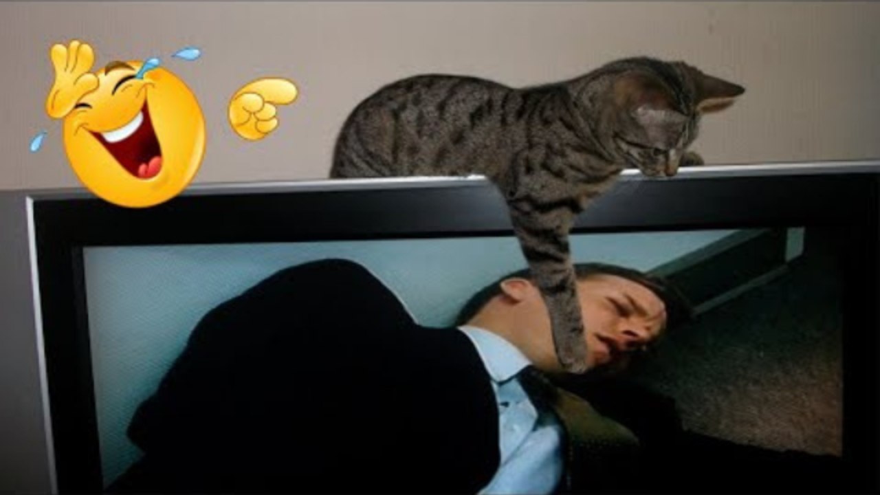 Pet cats attack their owners - angry cats videos