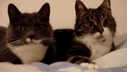 The two talking cats