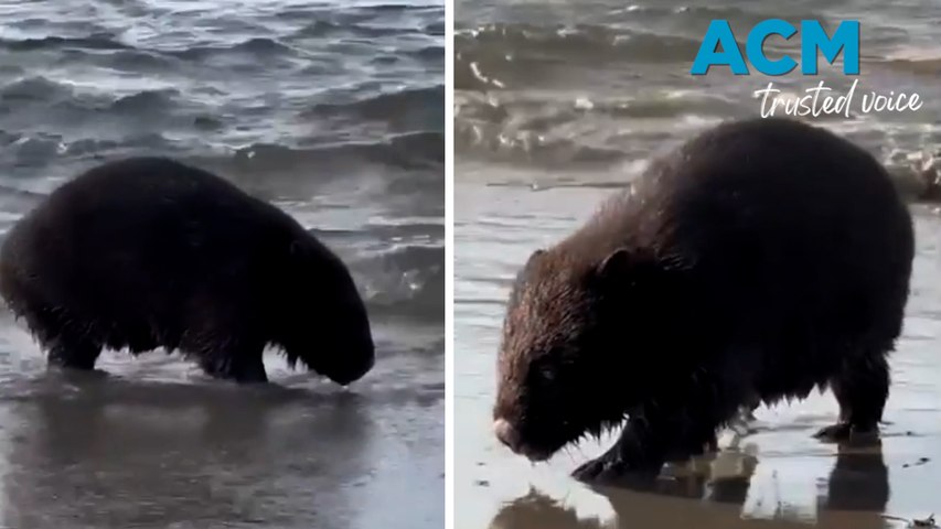 A video capturing a wombat walking through water on a Tasmanian beach, described by experts as "unusual wombat behavior," has surfaced, leaving tourists perplexed as it was their first wombat sighting, prompting the Wombat Protection Society of Australia to encourage more reports of such sightings to unravel the "mystery" surrounding wombats and their lifestyles.