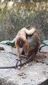 Animals Viral Reels, Monkey Reels Video,#Animalsvideo#Wildanimals#Funnyanimals
