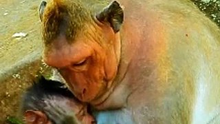 Monkey  Shorts Video, Animal's Video#Animals#Funnyanimals#Wildanimals