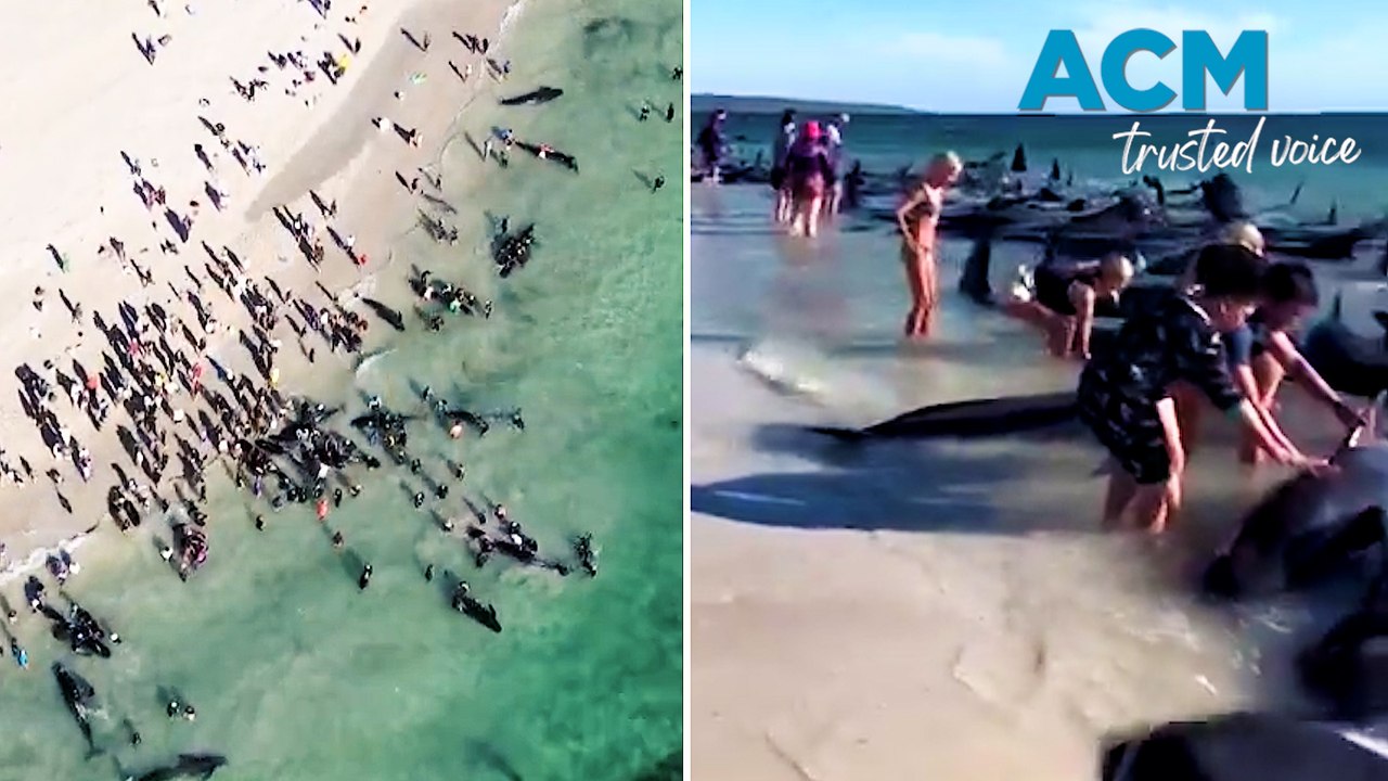 Rescue crews scramble to save pilot whales beached on Western Australian coast
