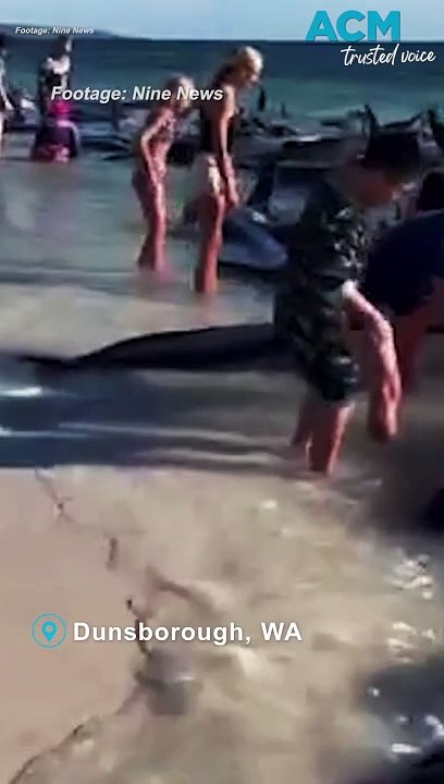 Rescue crews scramble to save pilot whales beached on Western Australian coast