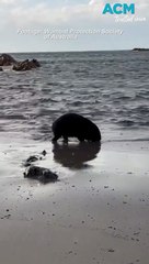 Wacky wombat goes for a swim at Tasmanian beach
