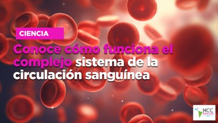 Conoce cómo funciona el complejo sistema de la circulación sanguínea