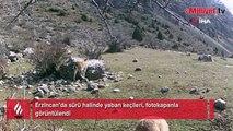 Yaban keçisi sürüsü fotokapanla görüntülendi