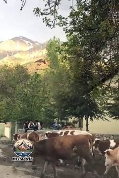 Nahır İnek Sürüsü Metmanis Gevaş Van
