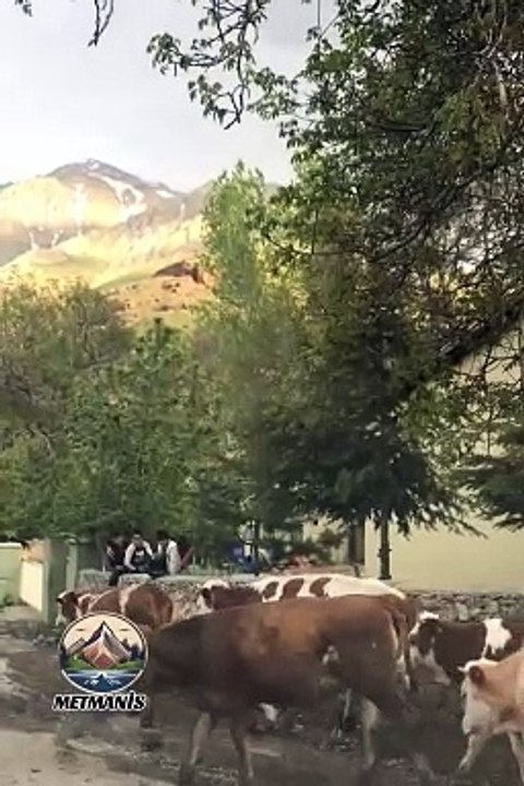 Nahır İnek Sürüsü Metmanis Gevaş Van