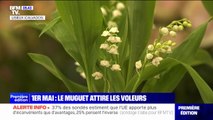 1er mai: les fleuristes et les producteurs se font voler leur muguet