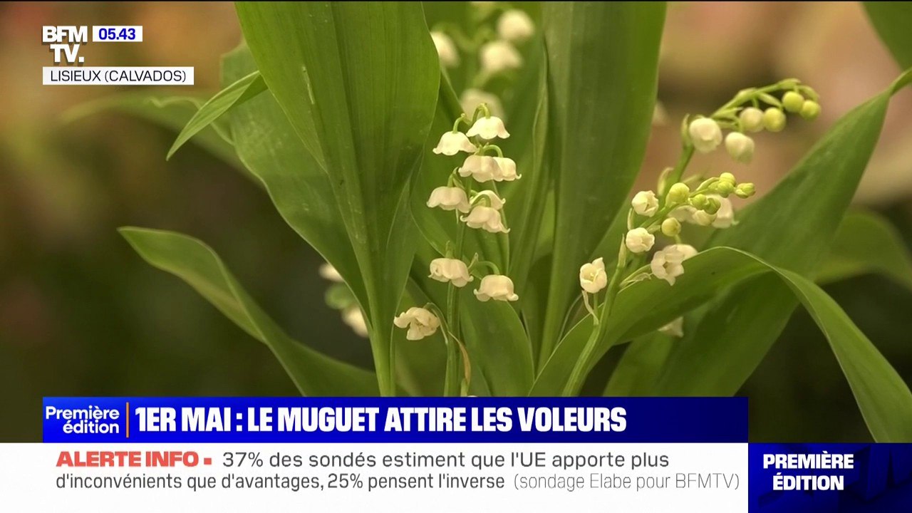 1er mai: les fleuristes et les producteurs se font voler leur muguet
