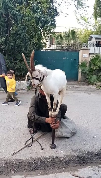 Goat trick