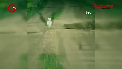 İnatçı tavşan arkasındaki araca dakikalarca yol vermedi