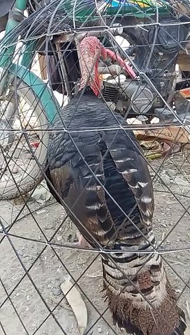 Beautiful bird | the world amazing bird | new inspiring bird | pet animal